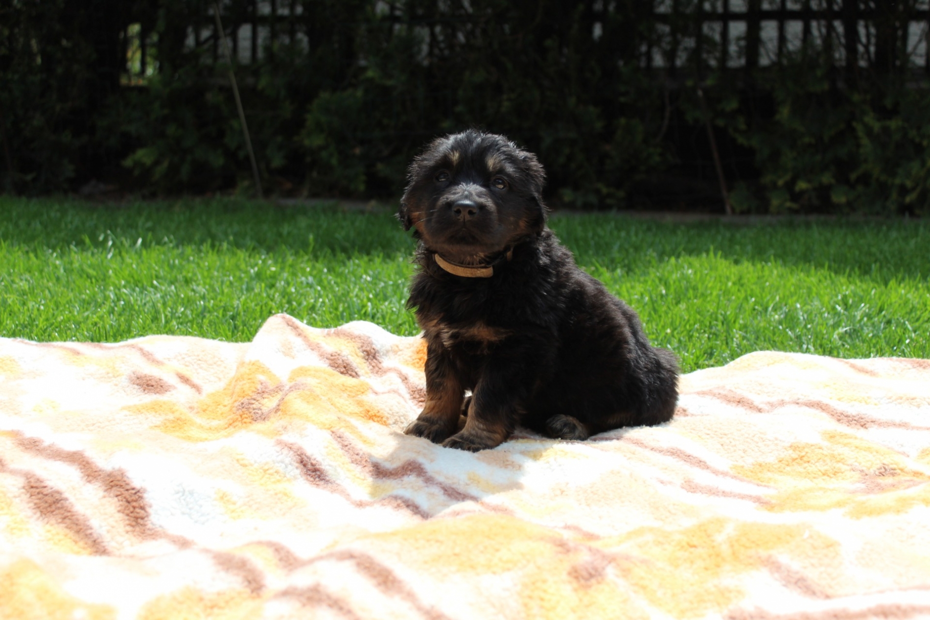 Anthony Oskar Bafoco 5