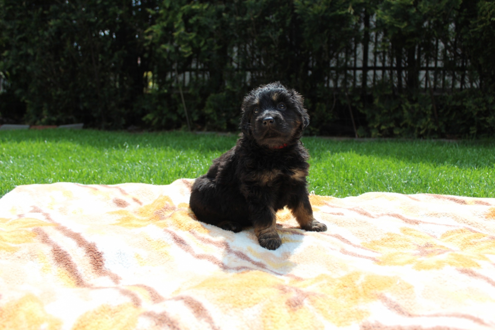 Ashley Leticia Bafoco (5)