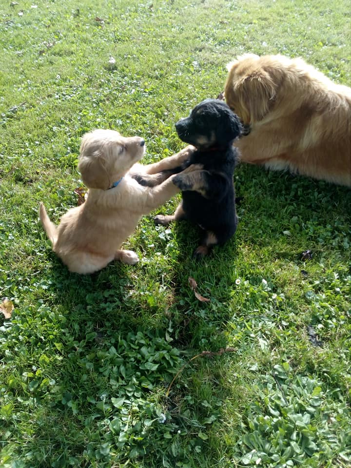 120806673_760900771358000_6295758213911520563_n