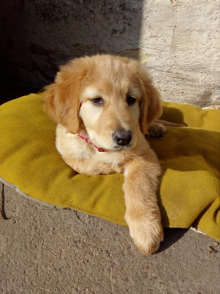 122781162_776599943121416_109662870756494099_n