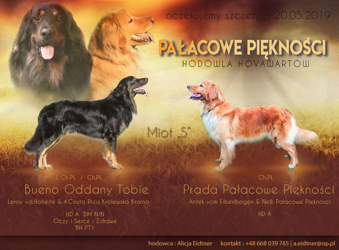 58933467_2135963733138960_3708180561848696832_o