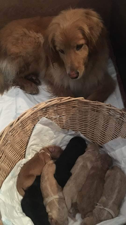 60829259_2174840189251314_4858792585231073280_n