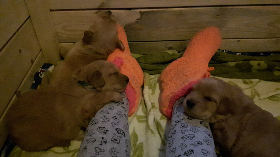 Hodowla_Oddany_Tobie_FCI-10