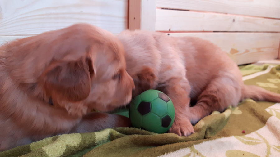 Hodowla_Oddany_Tobie_FCI-11