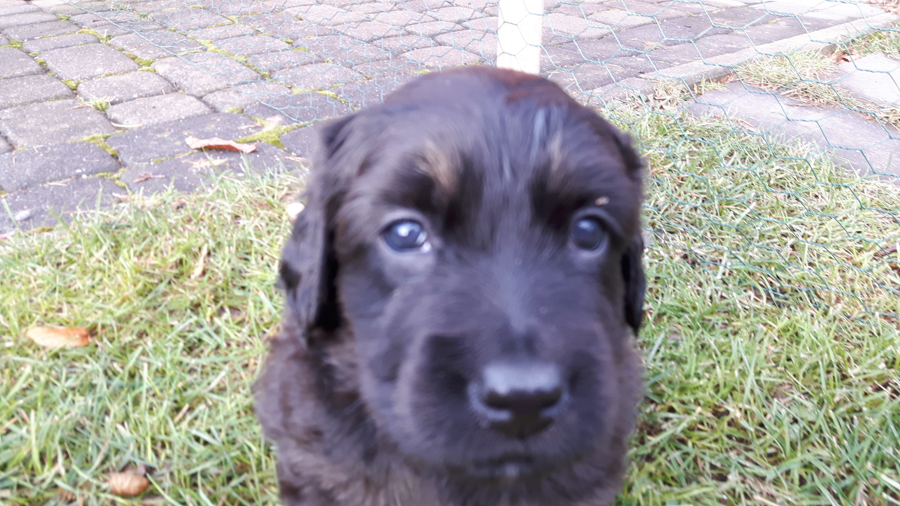 Hodowla_Oddany_Tobie_FCI-16