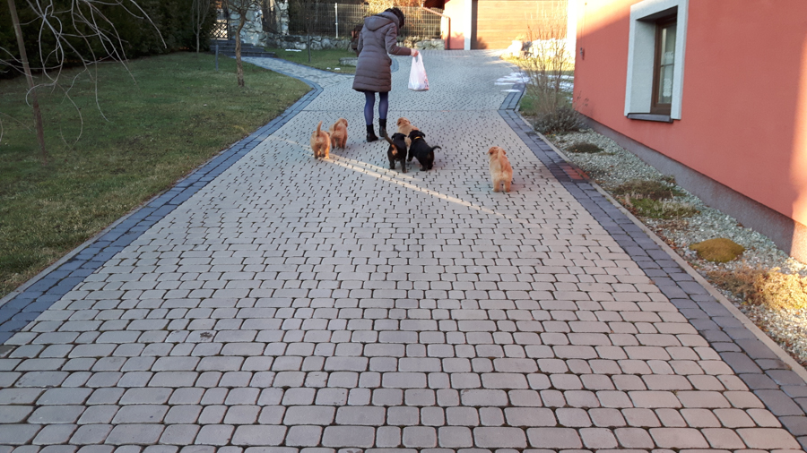 Hodowla_Oddany_Tobie_FCI-21