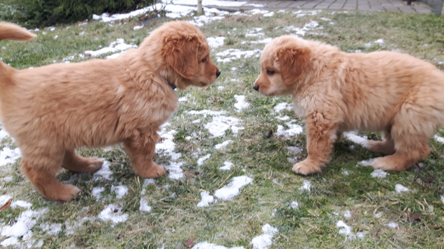 Hodowla_Oddany_Tobie_FCI-23