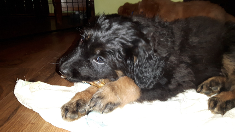 Hodowla_Oddany_Tobie_FCI-24