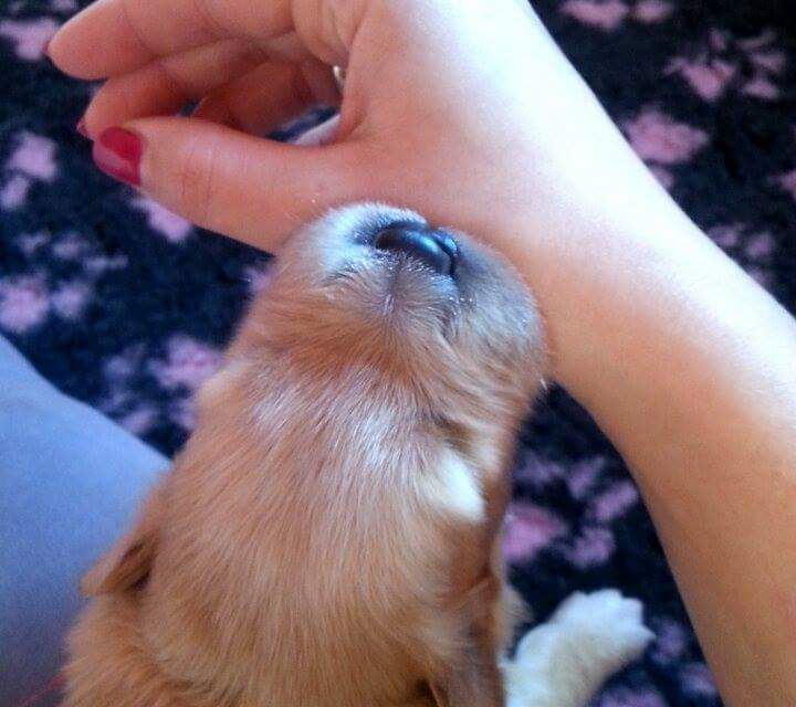 Hodowla_Oddany_Tobie_FCI-25