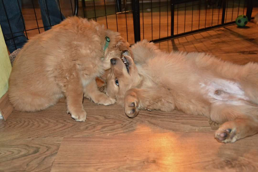 Hodowla_Oddany_Tobie_FCI-26