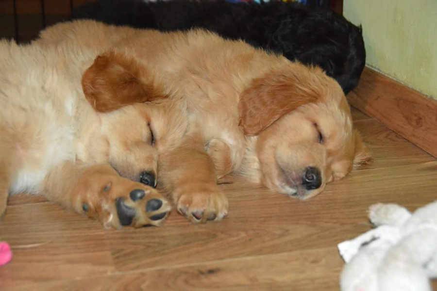 Hodowla_Oddany_Tobie_FCI-27