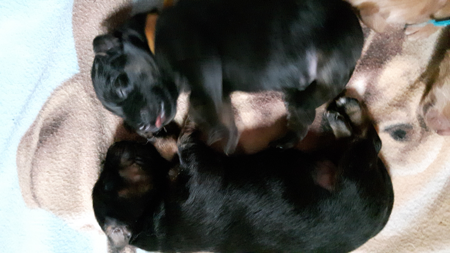 Hodowla_Oddany_Tobie_FCI-2