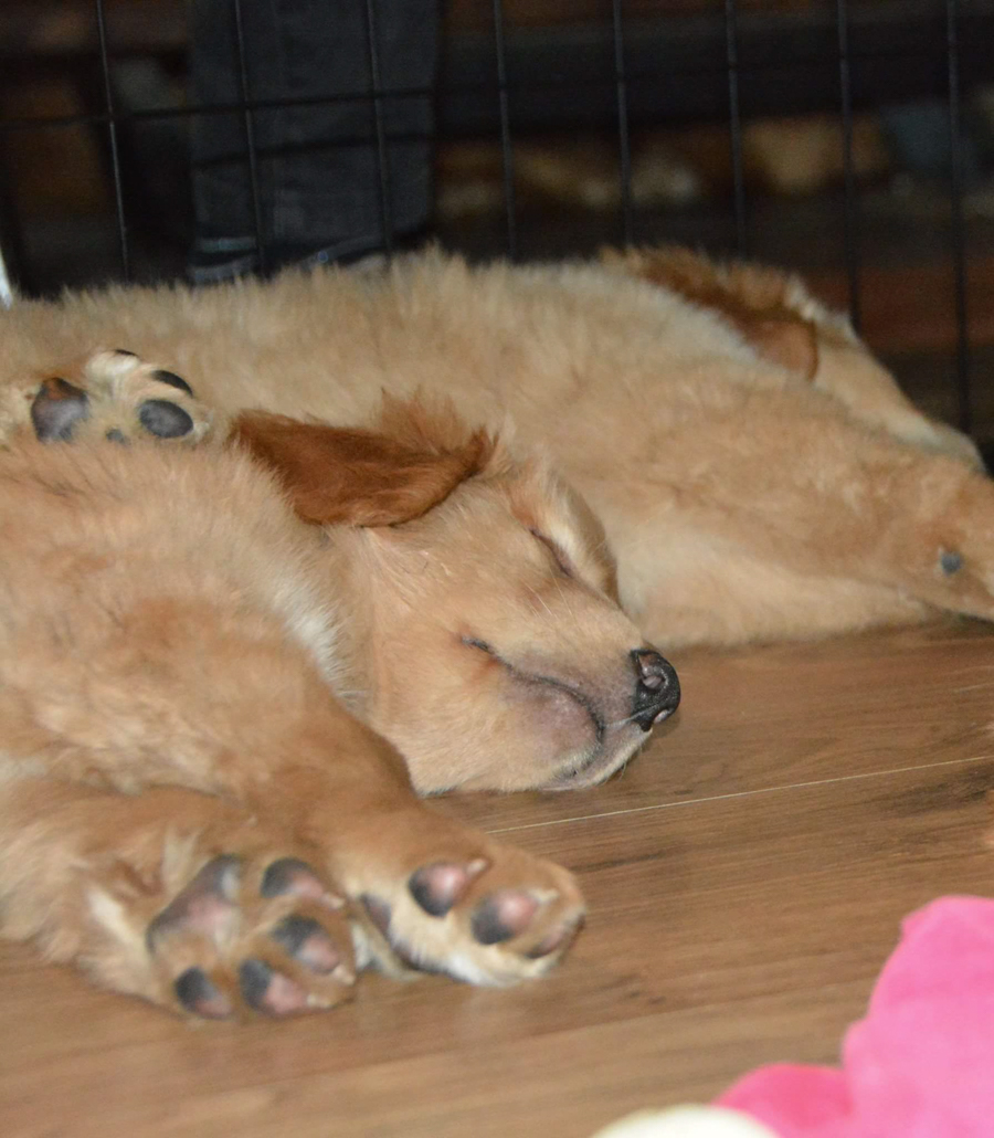 Hodowla_Oddany_Tobie_FCI-30