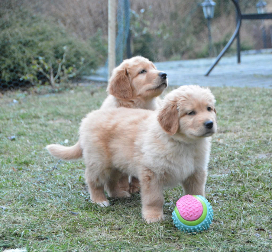 Hodowla_Oddany_Tobie_FCI-32