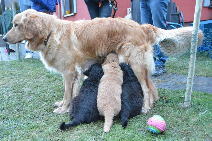 Hodowla_Oddany_Tobie_FCI-33