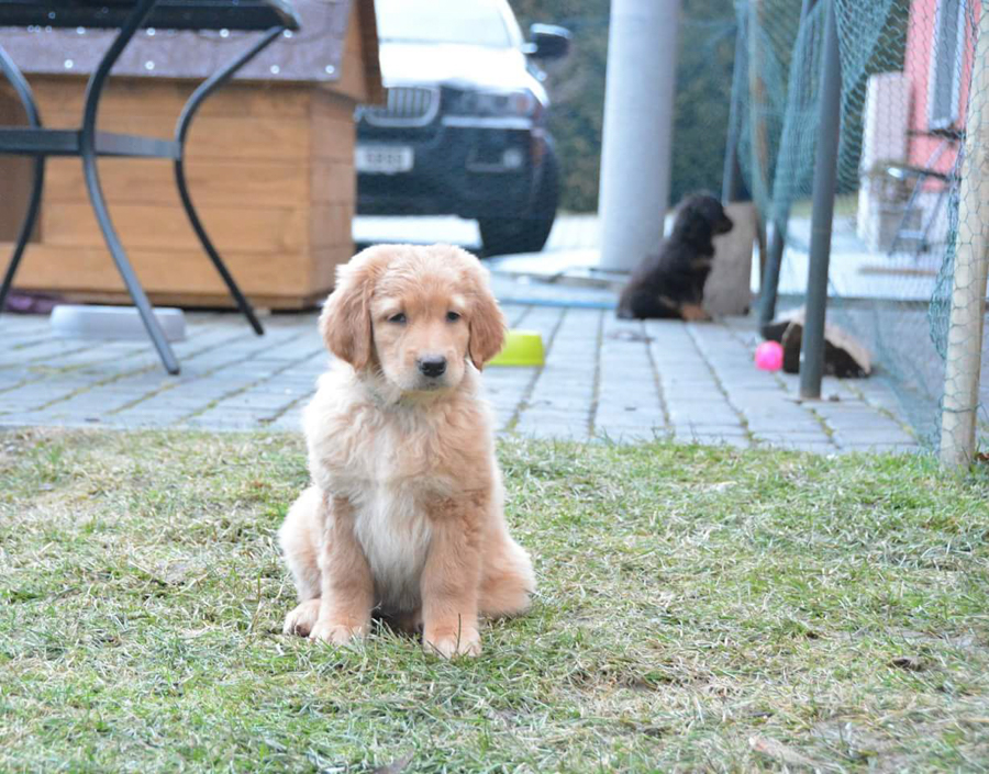 Hodowla_Oddany_Tobie_FCI-34