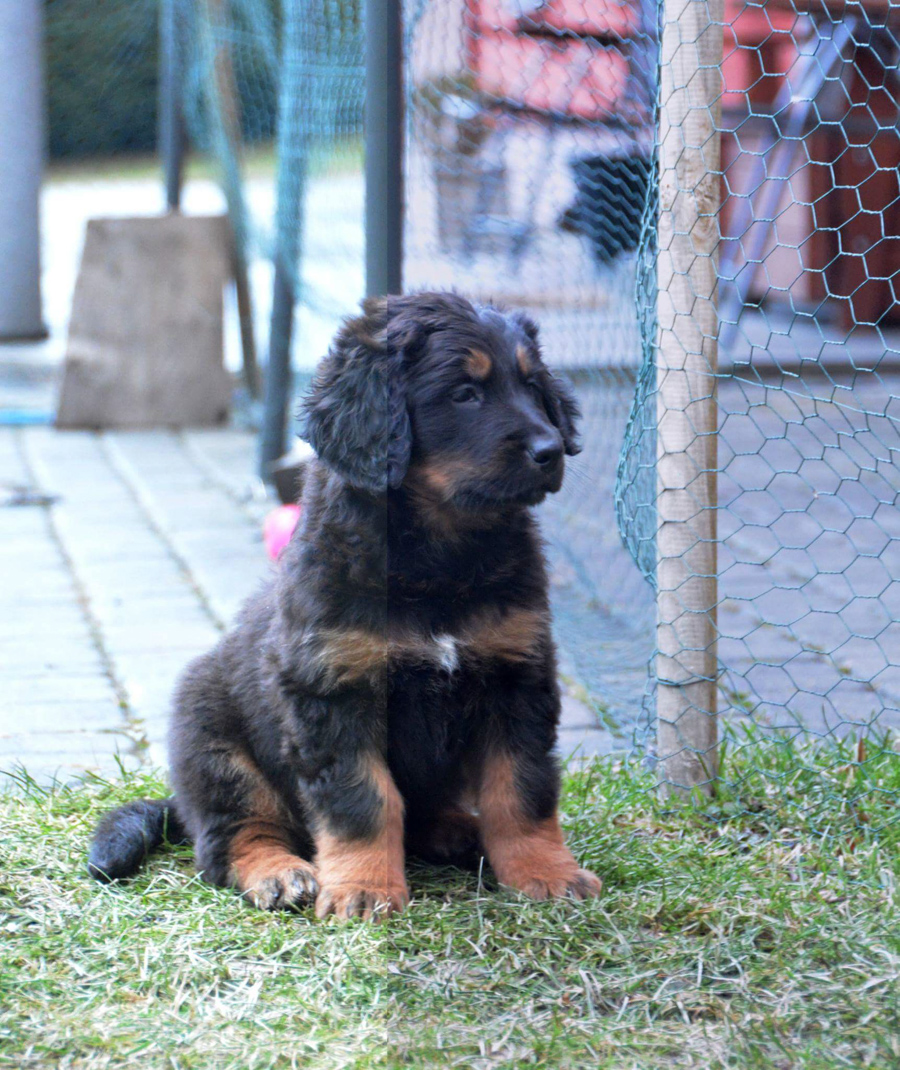 Hodowla_Oddany_Tobie_FCI-35