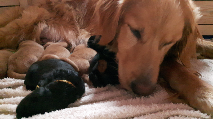 Hodowla_Oddany_Tobie_FCI-3