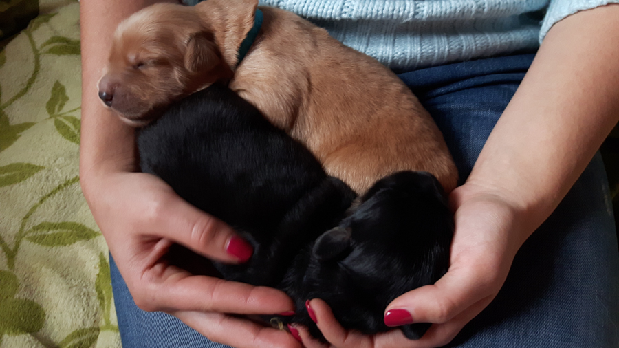 Hodowla_Oddany_Tobie_FCI-4