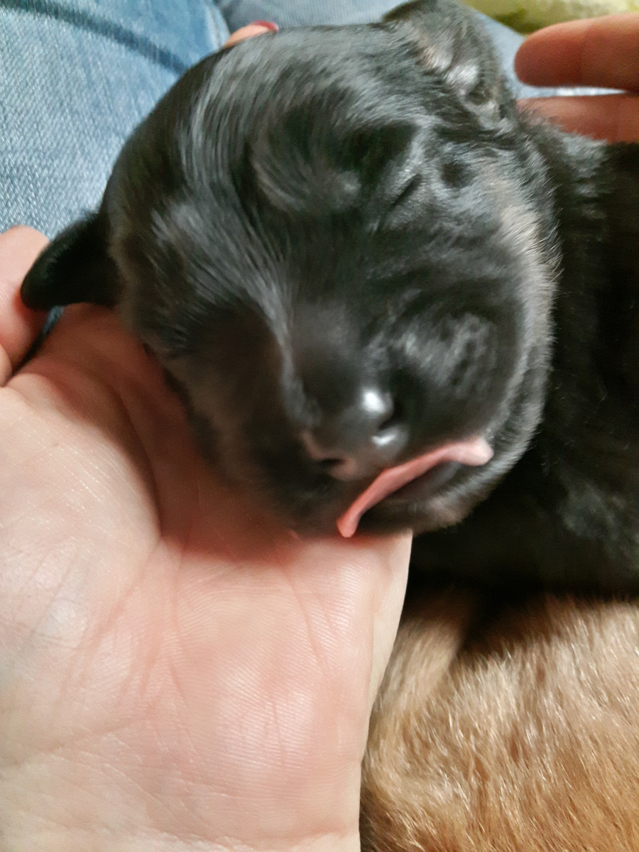 Hodowla_Oddany_Tobie_FCI-5