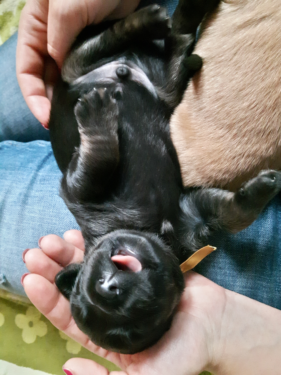 Hodowla_Oddany_Tobie_FCI-6