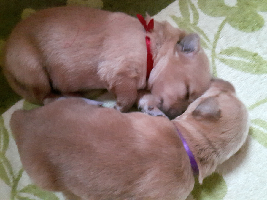 Hodowla_Oddany_Tobie_FCI-8