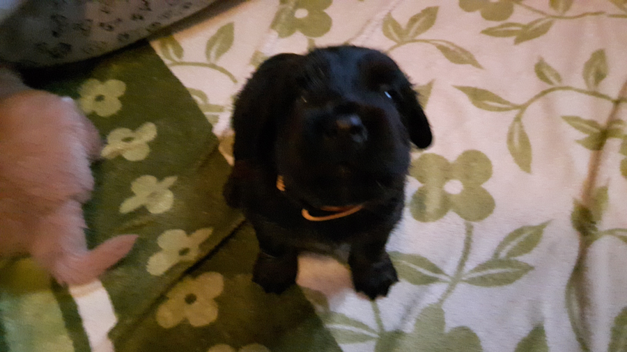 Hodowla_Oddany_Tobie_FCI-9