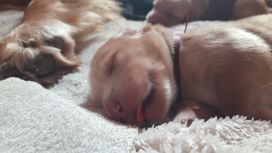 Hodowla_Oddany_Tobie_FCI