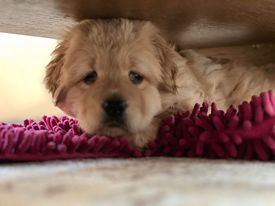 326096100_728107698605031_4082670026733334350_n