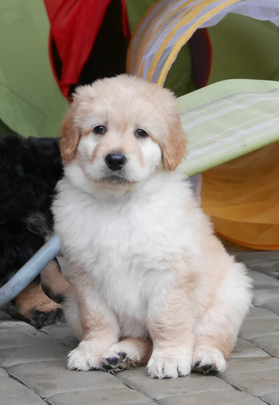 120711836_3354626797939308_637016830351021132_o