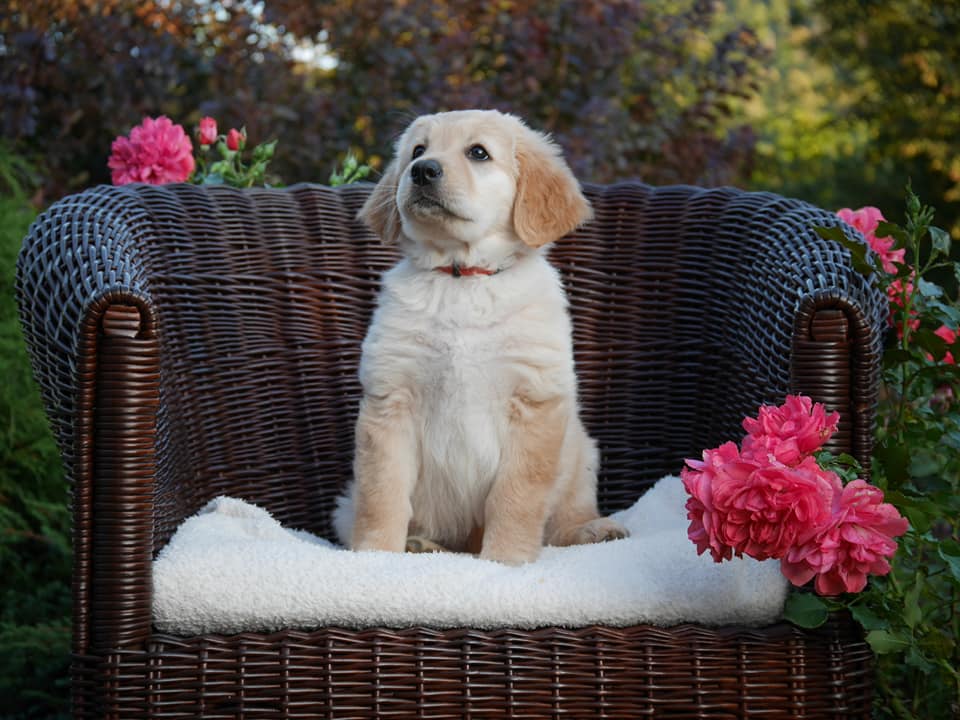 121013161_3369091436492844_5119529478125576478_n