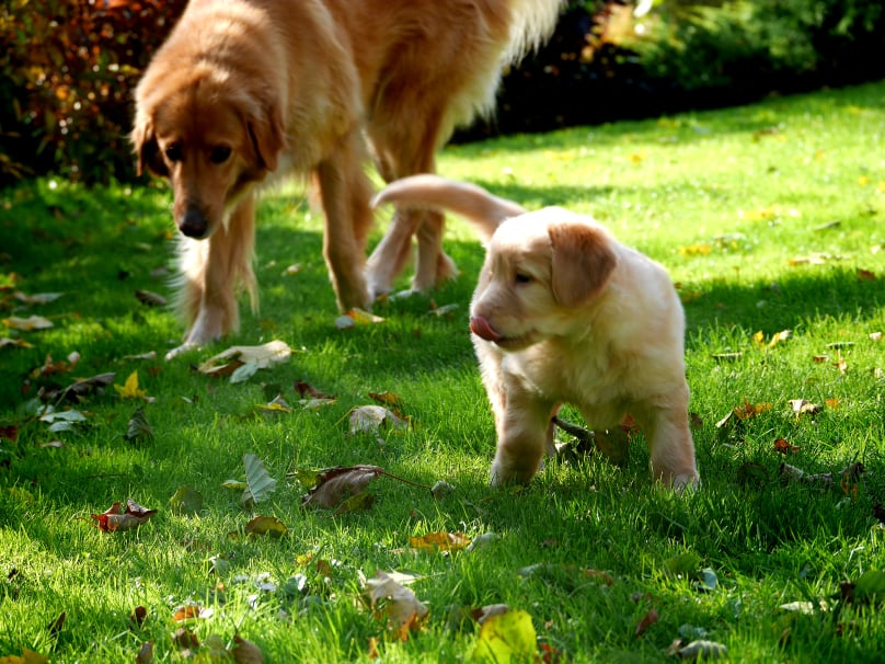 264684864_621083495869899_3344782118110074723_n