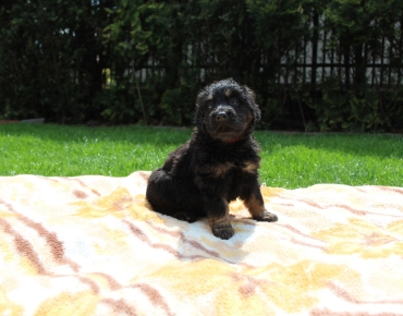 Ashley Leticia Bafoco (5)