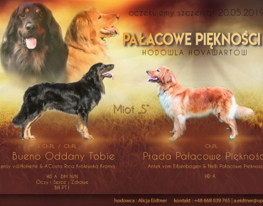 58933467_2135963733138960_3708180561848696832_o